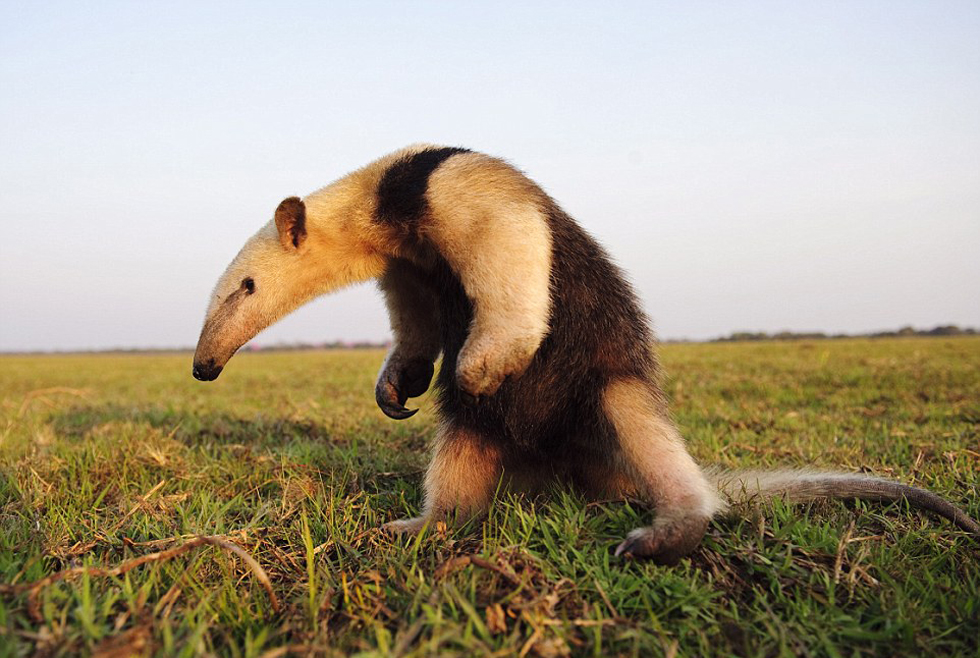 勇敢的食蟻獸。（網(wǎng)頁(yè)截圖）