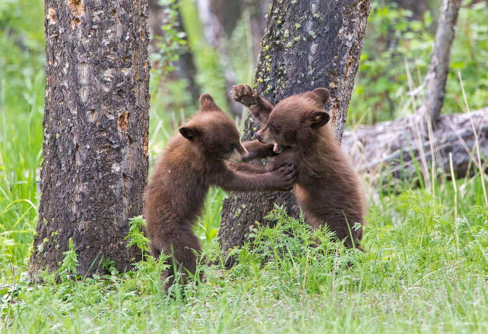 兩只萌噠噠的小熊在一顆大樹下玩躲貓貓，一會突然跳出來嚇唬對方，一會對著彼此做鬼臉，逗趣模樣讓人忍不住捧腹大笑。