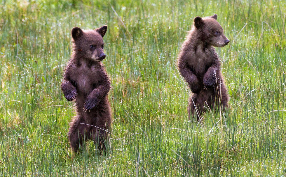 當(dāng)看到這些可愛的小熊照片時，你的心一定被它們的模樣給萌化了吧！