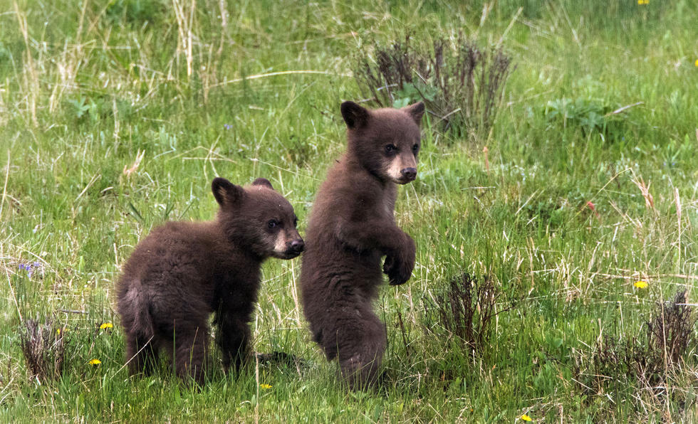 兩只萌噠噠的小熊在一顆大樹下玩躲貓貓，一會突然跳出來嚇唬對方，一會對著彼此做鬼臉，逗趣模樣讓人忍不住捧腹大笑。