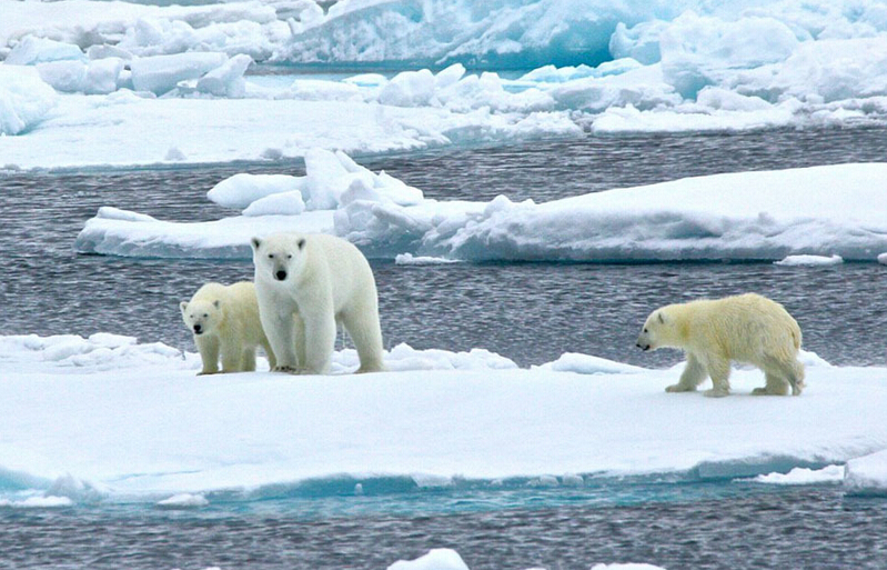 北極熊寶寶突然向后滑倒，摔了個(gè)四腳朝天
