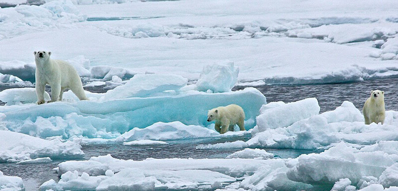 北極熊寶寶起來后看見有攝像機(jī)，便好奇地盯住娜塔西亞手中的機(jī)器。