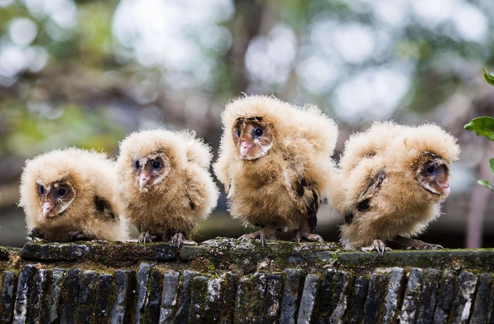 日前，九江市都昌縣蔡嶺鎮(zhèn)的曹女士上山采茶籽時，撿到5只可愛的雛鳥。經(jīng)野保工作人員鑒定，這5只雛鳥為國家二級野生保護動物猴面鷹，目前已被送往鳥類保護組織進行救護。