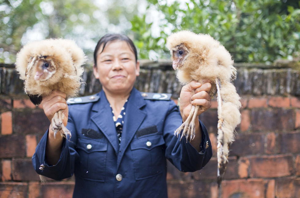 11月6日，記者聯(lián)系上都昌縣的村民危億玲，她是撿到雛鳥的曹女士的兒媳。她向記者介紹，稱他們家住在蔡嶺鎮(zhèn)北炎村港邊舍自然村，她婆婆11月4日下午上山采茶籽時，在樹下發(fā)現(xiàn)了5只可愛的雛鳥并帶回了家。