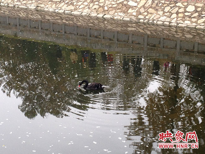 受傷的黑天鵝迫降鄭州金水河。