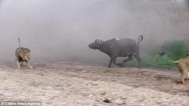 然后在獅群還在打架時(shí)悄悄地溜走了，留下一個(gè)瀟灑的背影。