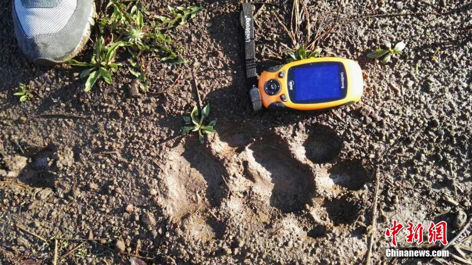 黑龍江老爺嶺保護(hù)區(qū)多次拍到野生東北虎、豹影像