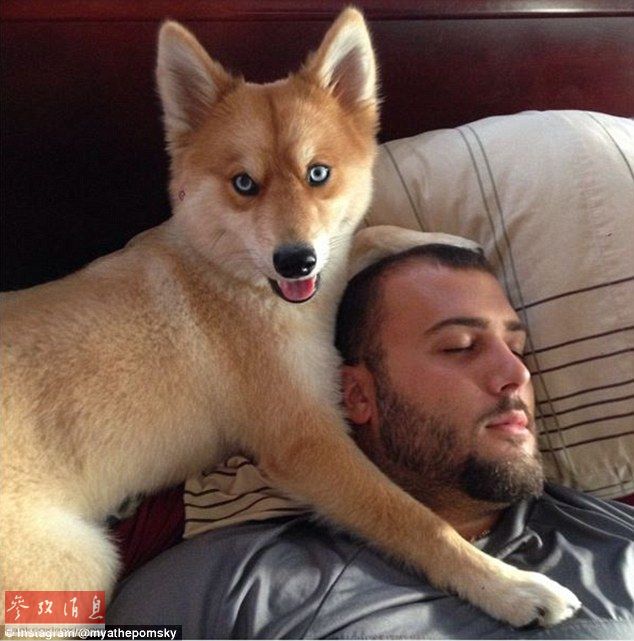 狐貍還是狗？藍(lán)眼睛萌寵走紅網(wǎng)絡(luò)