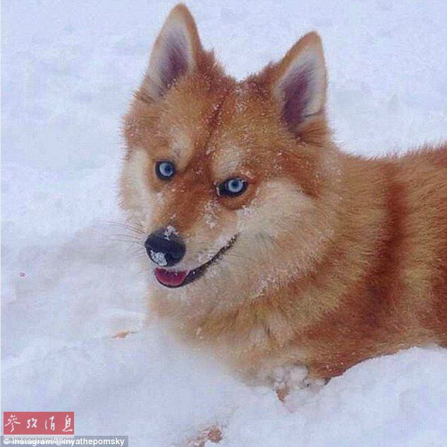 狐貍還是狗？藍(lán)眼睛萌寵走紅網(wǎng)絡(luò)