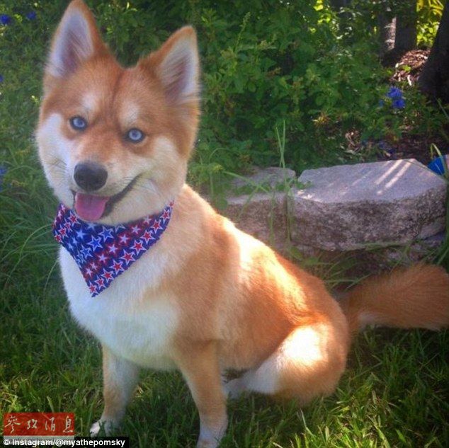 狐貍還是狗？藍(lán)眼睛萌寵走紅網(wǎng)絡(luò)