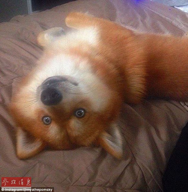 狐貍還是狗？藍(lán)眼睛萌寵走紅網(wǎng)絡(luò)