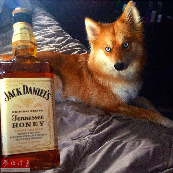 狐貍還是狗？藍(lán)眼睛萌寵走紅網(wǎng)絡(luò)