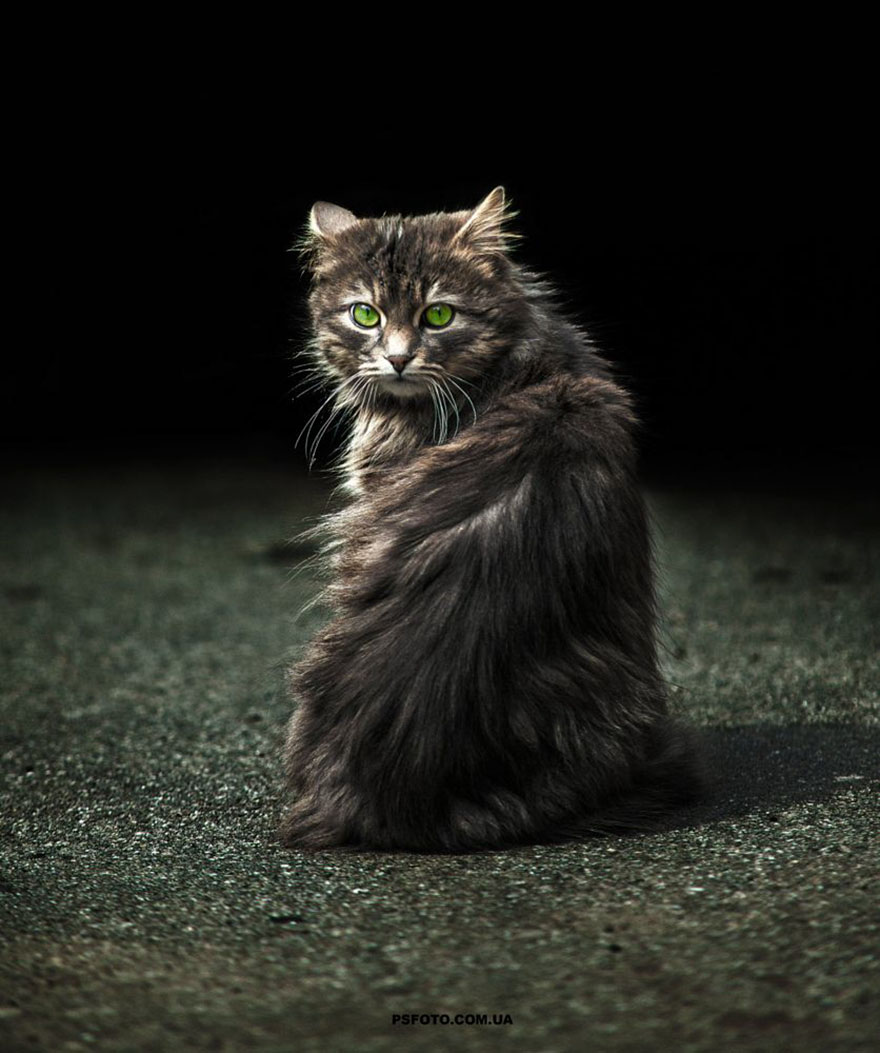 它們都是表情帝！一組不可思議的動(dòng)物肖像