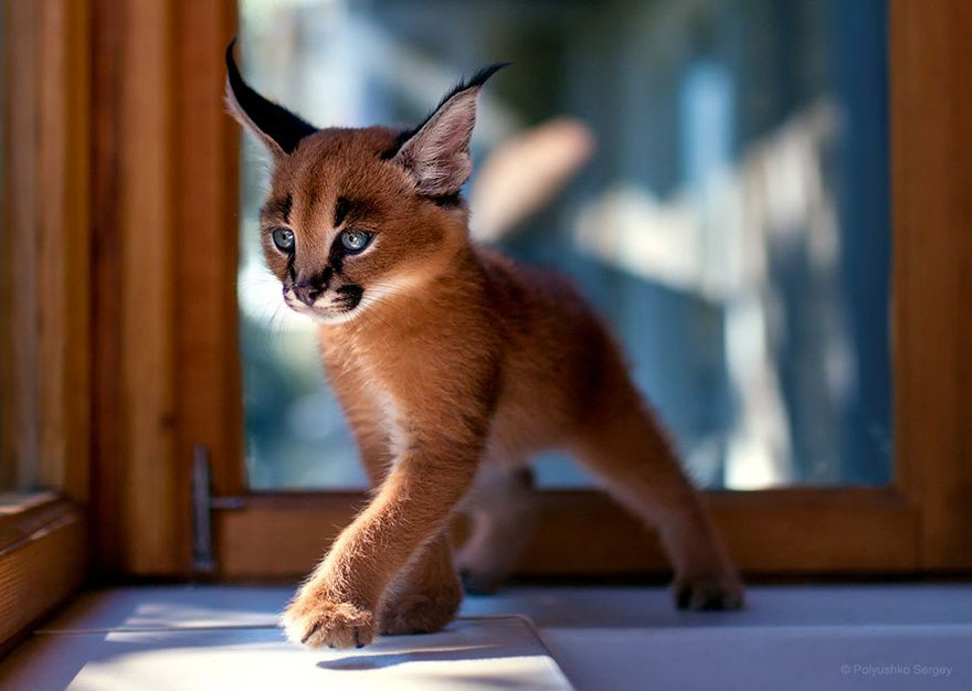 它們都是表情帝！一組不可思議的動(dòng)物肖像