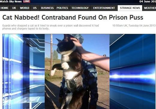 資料圖：2013年，俄羅斯獄警也曾抓獲身負(fù)手機(jī)和充電寶的貓，它本想混進(jìn)俄羅斯科密地區(qū)一座監(jiān)獄