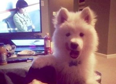 已經(jīng)被他人領(lǐng)養(yǎng)的Bosco。（加拿大《世界日報(bào)》援引CBC）