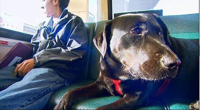 伊柯麗斯(Eclipse)搭乘公車。