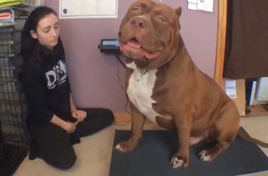 “浩克”體重約79公斤，或為世界最胖頭牛犬