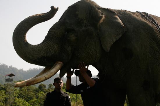 圖為大象巡邏隊(duì)里的大象。來源：法新社。