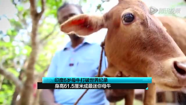 印度6歲母牛打破世界紀(jì)錄 身高61.5厘米最迷你截圖