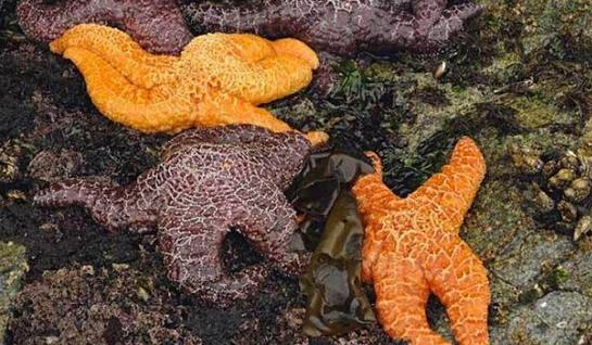 近2年來，估計有百萬只海星自殺（臺灣中時電子報）