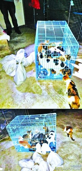 志愿者將放生的貓抓捕回來(lái)，這些貓等待領(lǐng)養(yǎng)