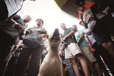 一只狗被動保人士與狗販子圍在中間，等待兩方的討價還價后決定去向