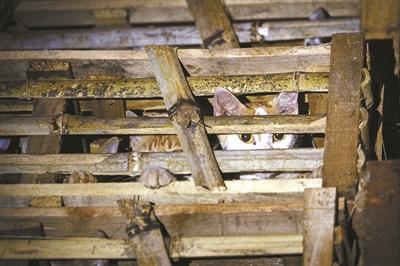 浙江動(dòng)保人士高速攔車救貓 假稱出車禍叫來民警