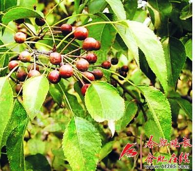 261歲古樹棠梨“搬家” 業(yè)內(nèi)人士表示擔(dān)憂(圖) 261歲古樹棠梨“搬家” 業(yè)內(nèi)人士表示擔(dān)憂(圖)