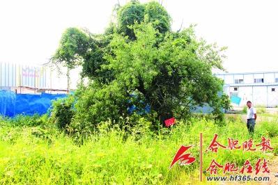 261歲古樹棠梨“搬家” 業(yè)內(nèi)人士表示擔(dān)憂(圖) 261歲古樹棠梨“搬家” 業(yè)內(nèi)人士表示擔(dān)憂(圖)
