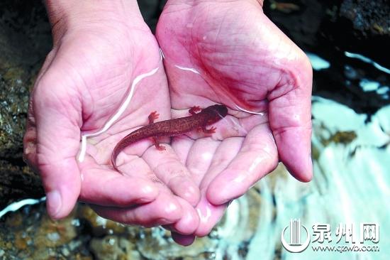 福建現(xiàn)恐龍時(shí)代“四腳魚(yú)”  被稱“活化石”