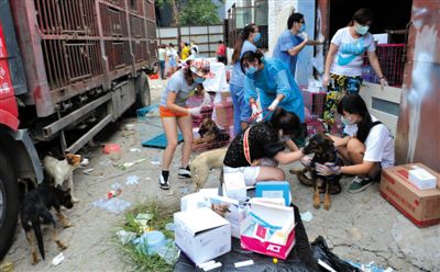 昨日下午，志愿者對(duì)攔截下來(lái)的狗逐一檢查，分類進(jìn)行管理。新京報(bào)記者 吳江 攝