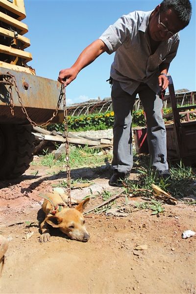 西夏區(qū)農(nóng)牧局工作人員在仔細(xì)觀察該動(dòng)物。