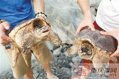 楊先生買(mǎi)來(lái)的鱷龜有很強(qiáng)的攻擊性。見(jiàn)習(xí)記者 雷鍵 攝