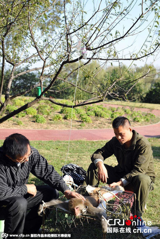 武漢猴島猴子腹瀉被 武漢猴島猴子腹瀉被