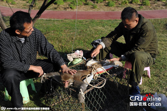 武漢猴島猴子腹瀉被 武漢猴島猴子腹瀉被