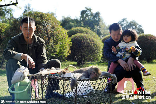 武漢猴島猴子腹瀉被 武漢猴島猴子腹瀉被
