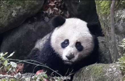 四川唐家河發(fā)現(xiàn)一只受傷熊貓 或被黃喉貂圍攻 四川唐家河發(fā)現(xiàn)一只受傷熊貓 或被黃喉貂圍攻