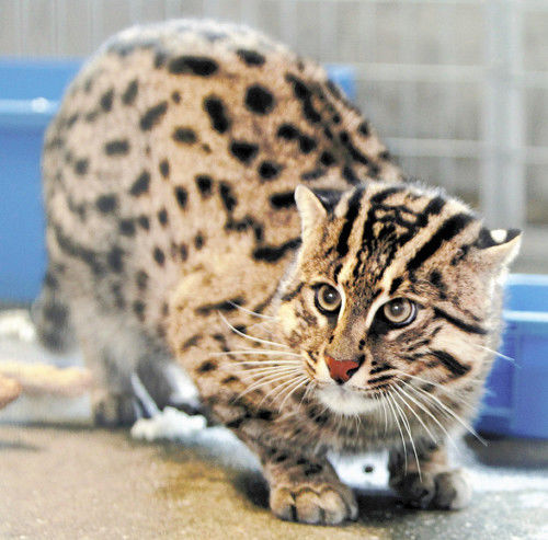 日本一水族館展出“漁夫貓”擅于游泳會(huì)抓魚(yú)(圖) 日本一水族館展出“漁夫貓”擅于游泳會(huì)抓魚(yú)(圖)