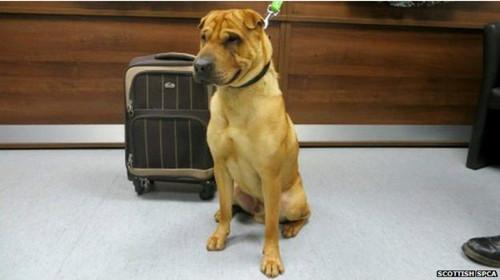 蘇格蘭動(dòng)物權(quán)益慈善組織已經(jīng)通過(guò)芯片查出這只小狗的名字叫凱。