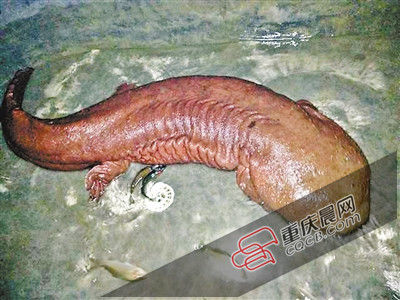 巫山抱龍鎮(zhèn)的超級(jí)娃娃魚(yú)。