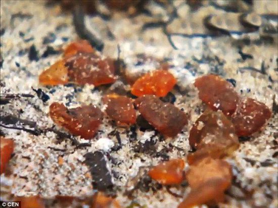 波羅的海的一場暴風雨將琥珀卷到了岸上，這里包攬了全球90%的琥珀產量。