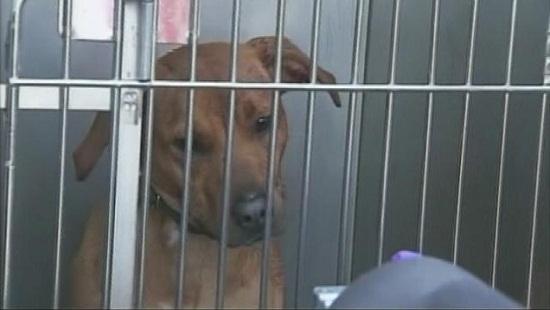 圖為當時襲擊艾琳的兩只惡犬其中之一。