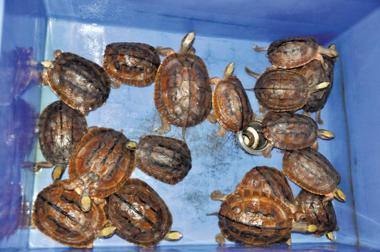 小偷入室不撬保險(xiǎn)柜偷烏龜 24只金錢(qián)龜值300萬(wàn)