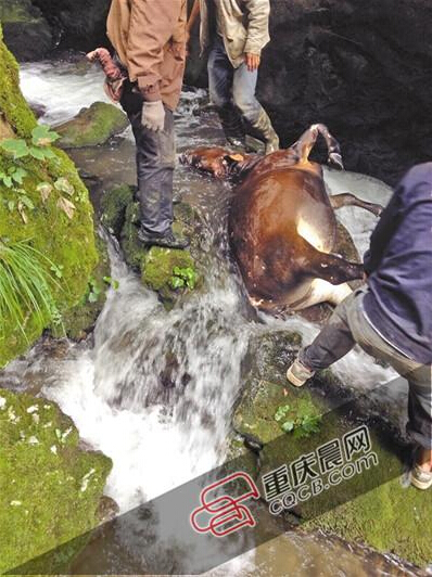 黃牛掉到懸崖下的小溪中。