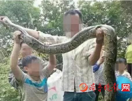 膽真大！男子抓野生大蟒燉湯 蟒蛇屬國家一級保護(hù)動物(圖)