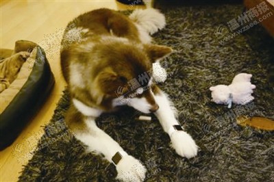 說(shuō)到蘋果表，昨天的網(wǎng)友大為感嘆：人比人，氣死人了。不！是人比狗，氣死人。