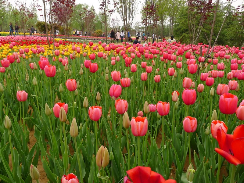 粽子節(jié)遇上兒童節(jié)，你想好去哪了么？