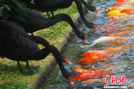 深圳動(dòng)物園黑天鵝喂食錦鯉魚(yú)“日久生情”場(chǎng)面溫馨