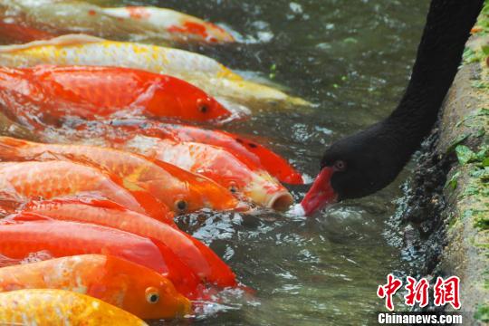 深圳動(dòng)物園黑天鵝喂食錦鯉魚(yú)“日久生情”場(chǎng)面溫馨